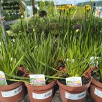 Okrasný cesnak (Allium) ´OSTARA´, kont. C2L